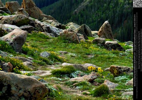 Alpine Tundra and Wildflowers by DamselStock on DeviantArt