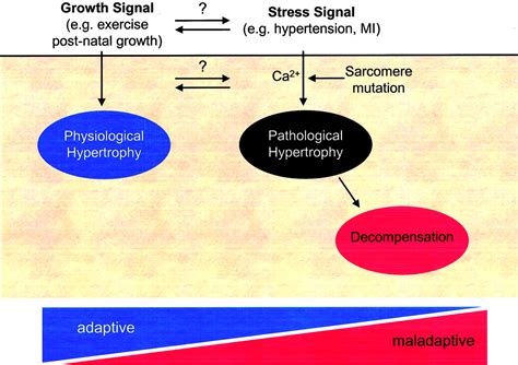 Hypertrophy Of The Heart Circulation