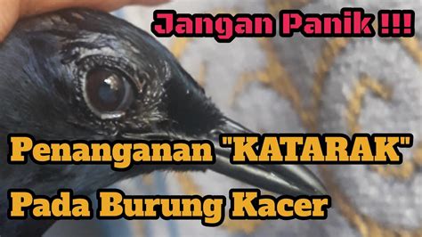 Cara Mengatasi Katarak Pada Burung Kacer Youtube