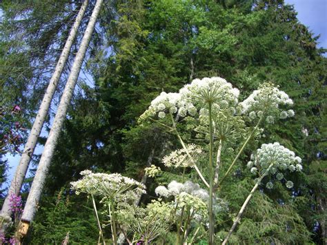 Bildet Tre Gren Anlegg Himmel Blomst Produsere Evergreen