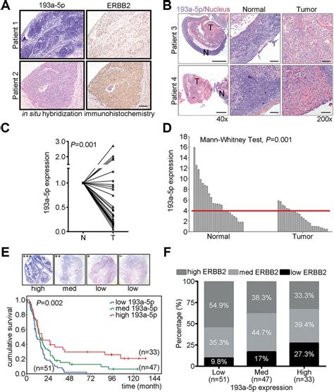 Down Regulation Of Mir A P Is Inversely Correlated With Erbb