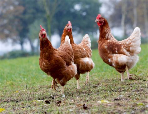 pollos rompecabezas en línea