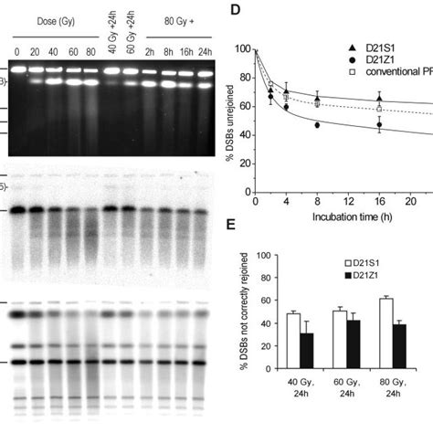 Dsb Rejoining In Primary Human Fibroblasts Deficient In Dna Ligase Iv