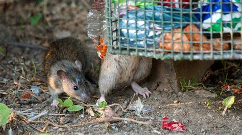 Rattiest City In America Rankings Per Orkin Chicago Tops New York