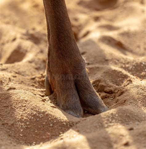 Deer hoof stock photo. Image of ground, animal, forward - 21194520