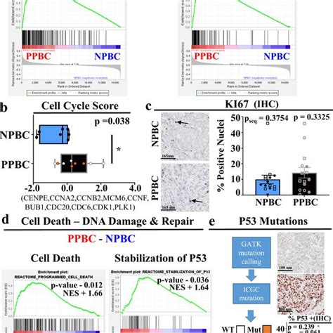 Cell Cycle and TP53 gene signatures, TP53 mutational analysis, and... | Download Scientific Diagram