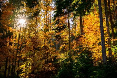 Herbst Im Wald Der Karpaten Landschaft Rumäniens Stockfoto Bild von