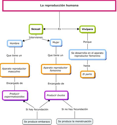 Cuadros Sinópticos Sobre La Reproducción Humana Y Diferencia Con La