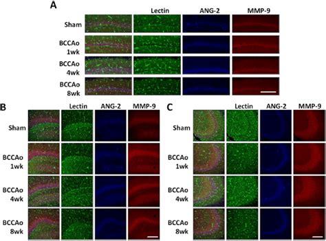 Hippocampal Angiopoietin Ang And Matrix Metalloproteinase