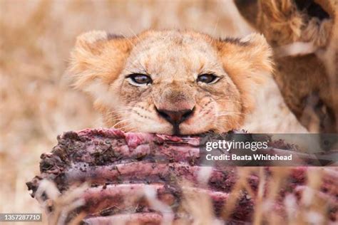 Lion High Res Stock Photo Getty Images