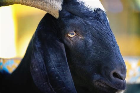 Premium Photo Close Up Head Of A Black Goat