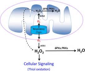 Physiological Roles Of Mitochondrial Reactive Oxygen Species Molecular