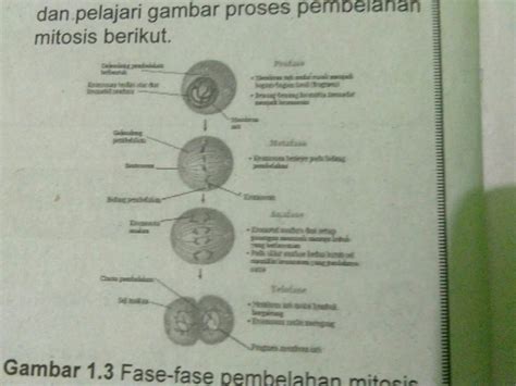 Jelaskan Proses Pembelahan Mitosis Wulan Tugas