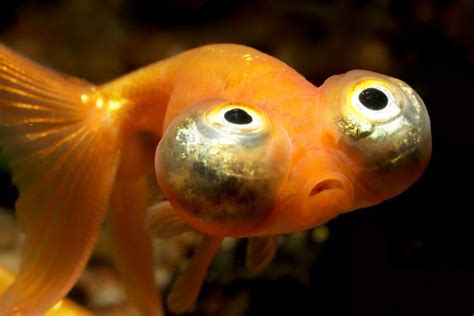 Celestial Eye Goldfish Pictures Info Care Guide Lifespan PangoVet