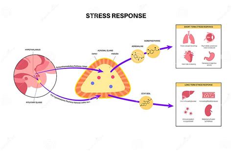 Stress Responce System Stock Vector Illustration Of Gland 235366355