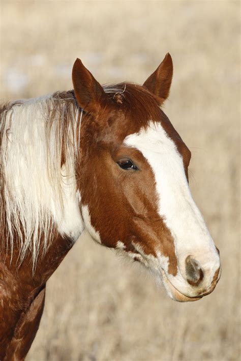 Horse Head Thru Our Eyes Photography Linton Wildlife Photos