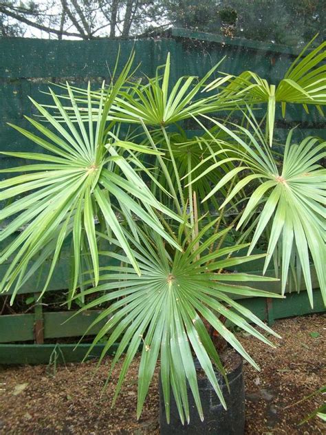 Oderings Garden Centre Tropical Plants Livistona Australis Palm