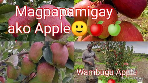 Wambugu Apple🍇🍇🍇 Youtube