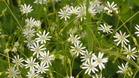 How Do I Get Rid Of Chickweed Covering Our Flower Beds Mirror