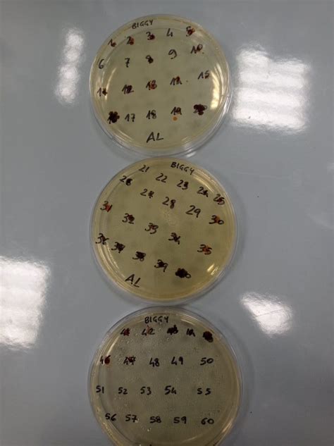 Biggy Agar Terreno Di Coltura Microbiologia Italia