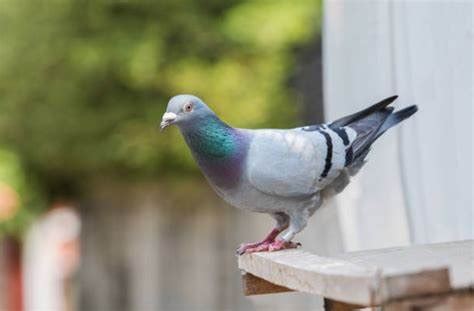 Consejos Para Mantener Alejadas A Las Palomas Del Balc N Trucos