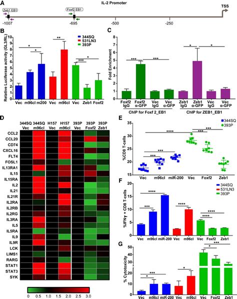 The Microrna Cluster Inhibits Lung Cancer Progression And