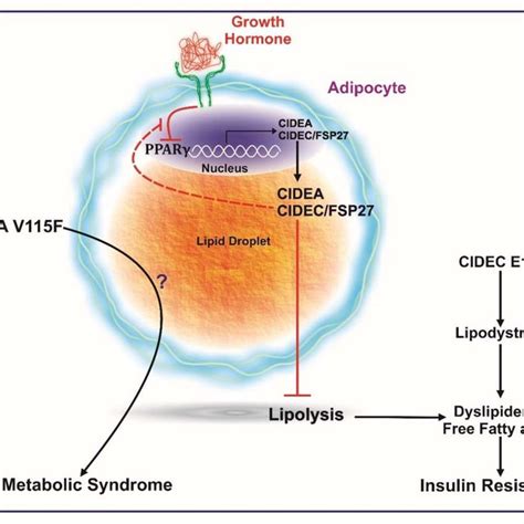 Pdf Cide Proteins In Human Health And Disease