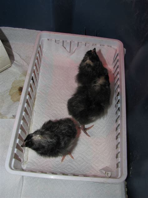 Help Sex Day Old Barred Rocks BackYard Chickens Learn How To Raise Chickens