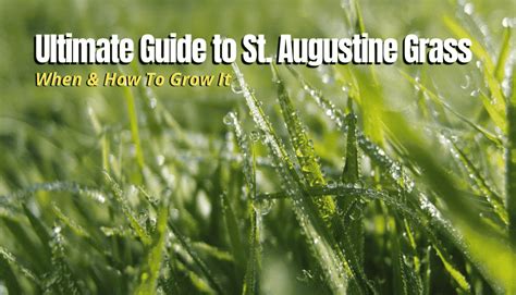 What Is St Augustine Grass When And How To Grow It The Backyard Pros