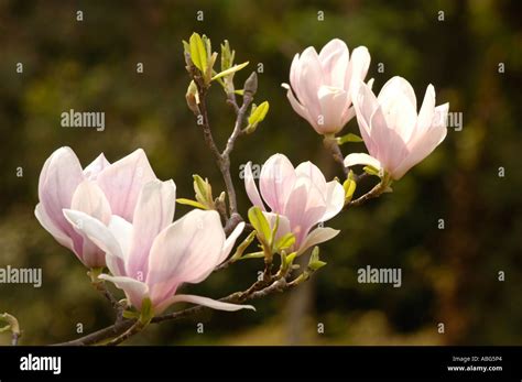 White Pink Flowers Of Magnoliaceae Magnolia X Soulangeana Alexandrina