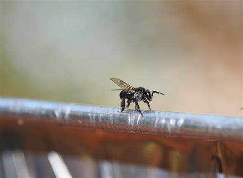 Australian Stingless Bee Olympus Digital Camera On The Edg Flickr