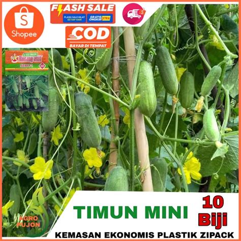 Jual 10 Benih Timun Mini Semi F1 Hibrida Benih Bintang Asia Benih