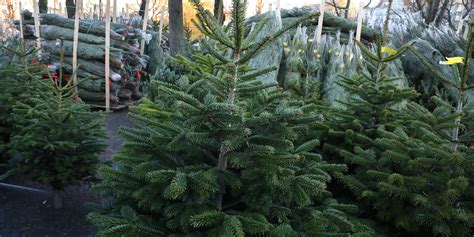 Vente De Sapins De No L Ferri Res Haut Clocher