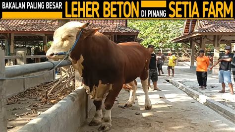 Setia Farm Deal Sapi Terbesar Di Pasar Sapi Ambarketawang Youtube