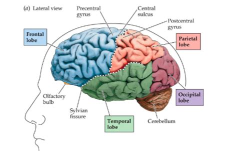 Neuro Quiz 1 Anatomy Diagram Quizlet