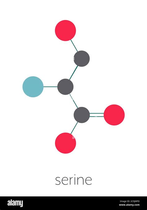 Serine L Serine Ser S Amino Acid Molecule Stylized Skeletal