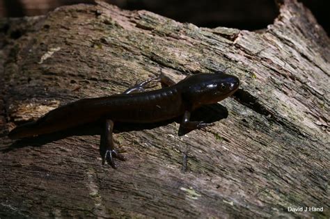 Jefferson Salamander – PA HERP IDENTIFICATION