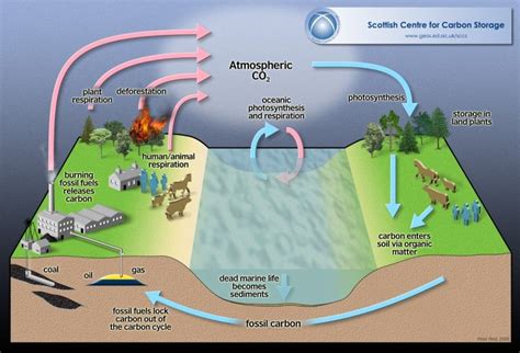 Biogeochemical Cycles Water Carbon Nitrogen Carbon Cycle