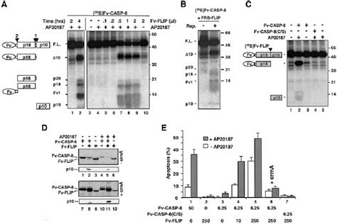 C FLIP L Enhances Caspase 8 Activation Upon Induced Proximity A