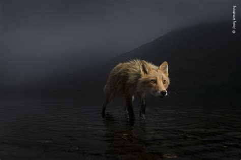 Storm Fox Wildlife Photographer Of The Year Natural History Museum