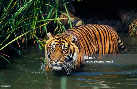 Sumatran Tiger Panthera Tigris Sumatrae Portrait Of Adult Snarling