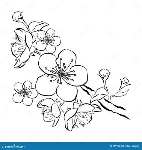 Dibujo De Rama De Cerezo Para Colorear Dibujos De Flores Para Images