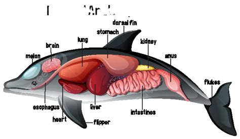 Internal Anatomy Of A Dolphin Clip Kidney Organs Vector Clip Kidney