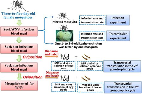 Frontiers The Potential Vector Competence And Overwintering Of West