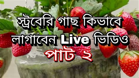 How To Garden Strawberry Gass Lagaben Dekhun Path 2 Sa Rumana Garden