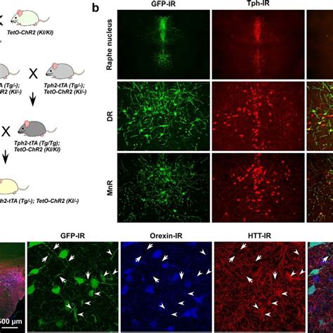 Triplegenic Mice Express Egfp Exclusively In Orexin And Chr2 Download Scientific Diagram