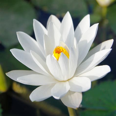 White Lotus Flower