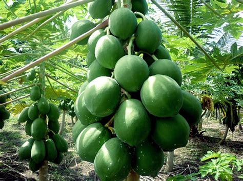 Growing papaya tree | How to grow Papaya in a container