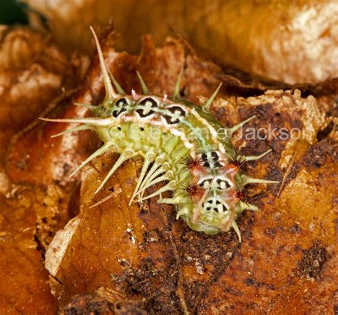 Best Photos of Australian insects, photographs of caterpillars in Australia