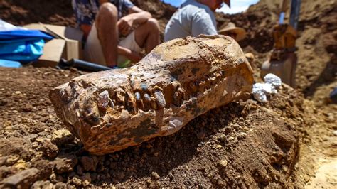 Wildraar On Twitter Rt Earthwatch Org A Group Of Amateur Fossil